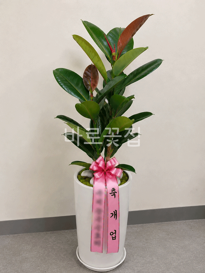 실제 배송사진