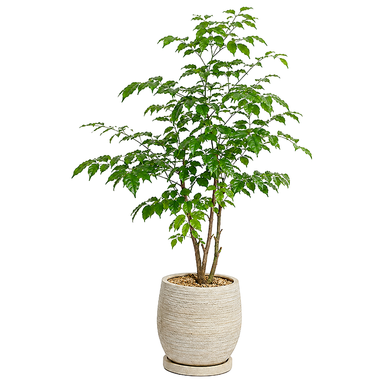 해피트리(중)