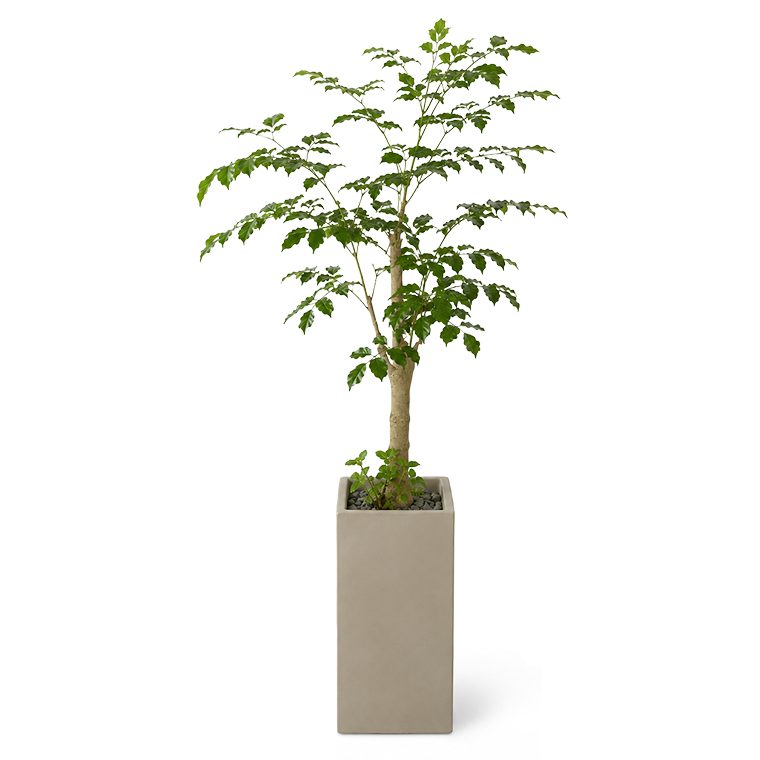 녹보수 바닥용