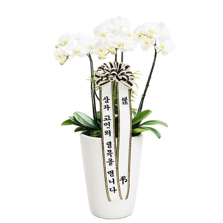 근조서양란 썸네일 1