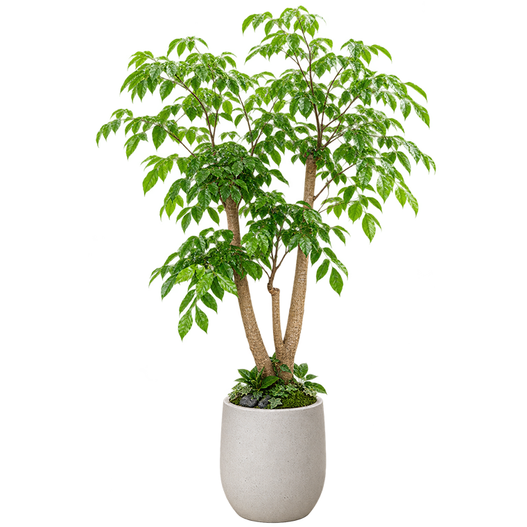 녹보수(대)