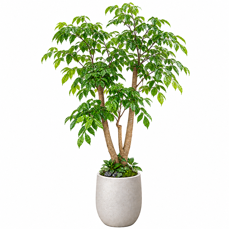 녹보수(대)