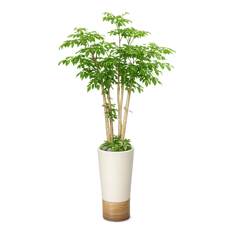녹보수(중)