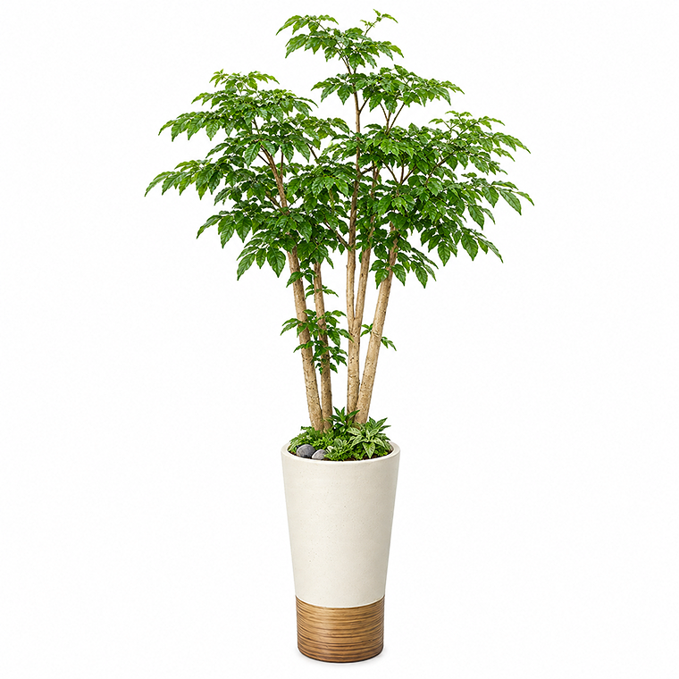 녹보수(중)