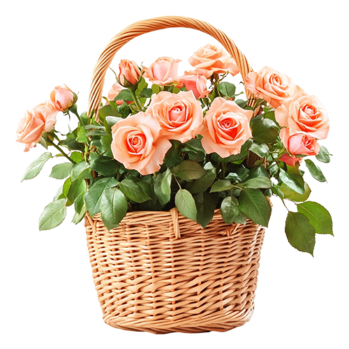 데일리 꽃바구니